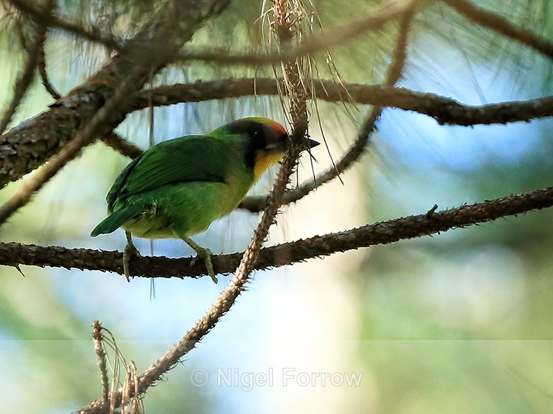 Golden-throated Barbet, Lang Biang mountain, Vietnam - Golden-throated Barbet
