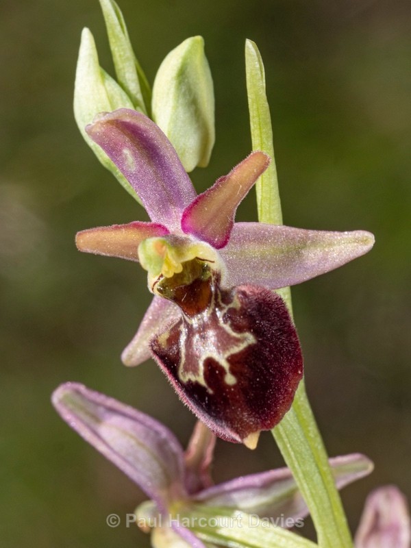 Hybrid Ophrys Ophrys sphegodes subsp. sphegodes x Ophrys holoserica subsp. dinarica  - Wild Orchids 2021