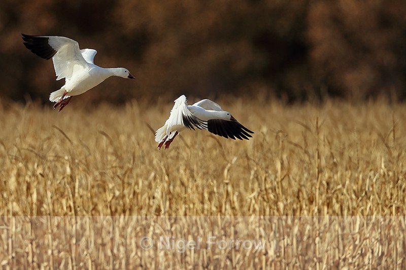 Snow Geese landing in cornfield, Bosque del Apache, New Mexico - Snow Goose