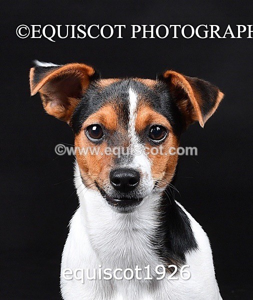 equiscot1926 - MARIS & CHIP