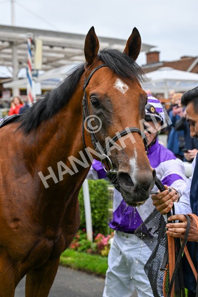 101025-Race 2-Astrazar-0181 - Race 2 British EBF £100,000 Final at York