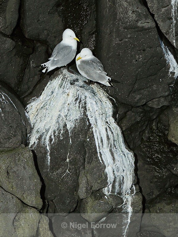 Kittiwakes perched on cliff face, Arnastapi, Iceland - Kittiwake