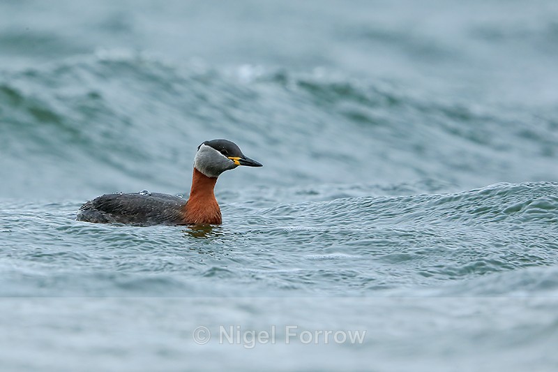 Red-necked Grebe, Farmoor Reservoir - Red-necked Grebe