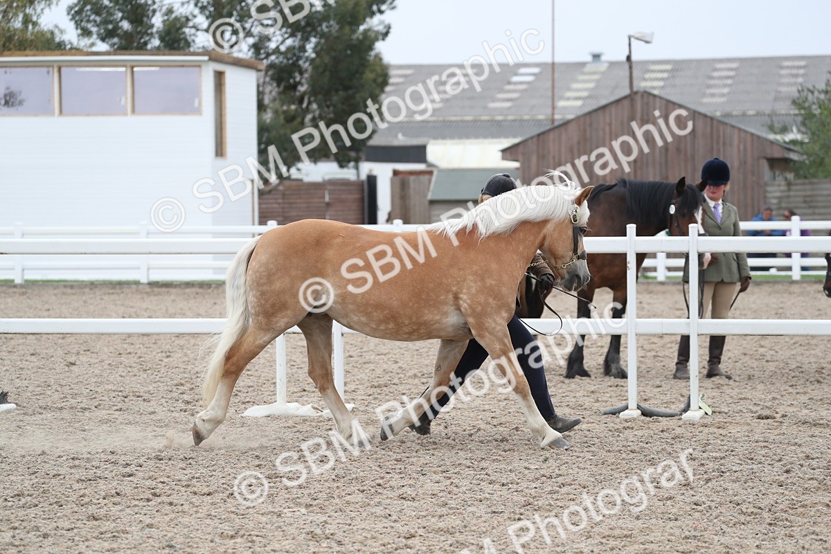 SBM_17929 - Class 317 IH Pure bred Horse/Pony