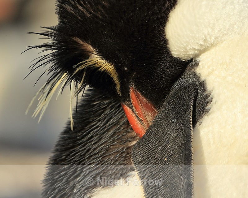 Rockhopper Penguin sleeping, close view, Sea Lion Island - Rockhopper Penguin