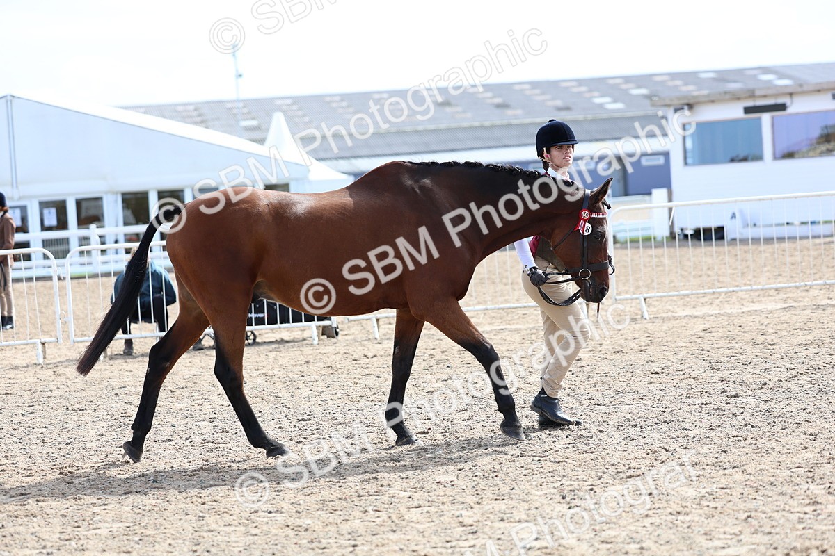 SBM_01915 - Class 18 - Handsomest Gelding - IH or Ridden