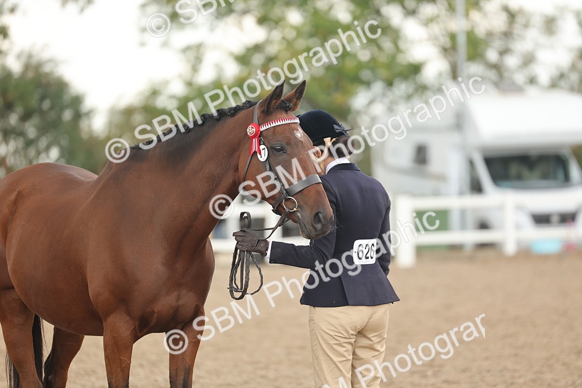 SBM_07686 - Class 26 - IH Foreign Breeds - Part Bred