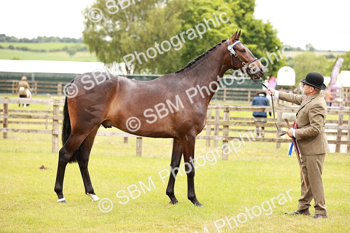 SBM_04791 - Class 35-38 Riding Horse Breeding