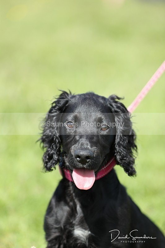 SPXX0571 - Dog show