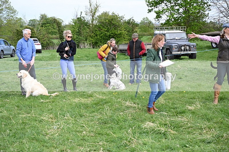 WJ6_9144 - Class 8 Best Working / Gun Dog or Bitch