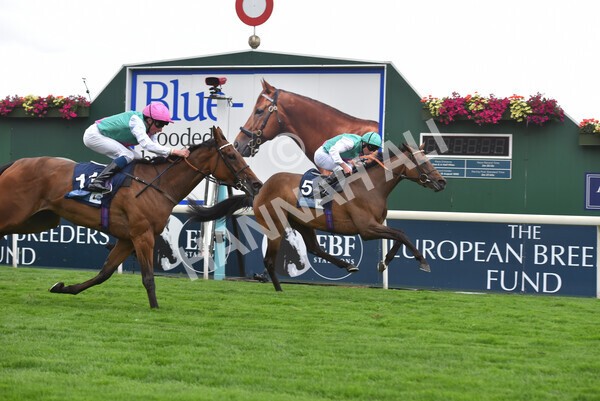 yr18082022r5-31 - Race 5 4.10pm British EBF & Sir Henry Cecil Galtres Stakes