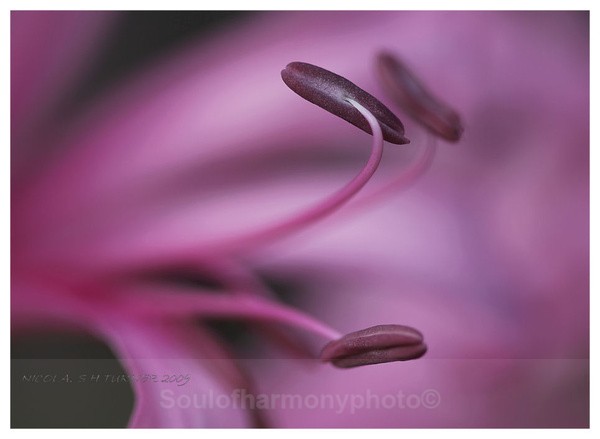  - Floria Macro