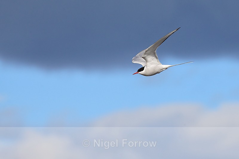 Flying Arctic Tern stormy sky, Floi, Iceland - Arctic Tern