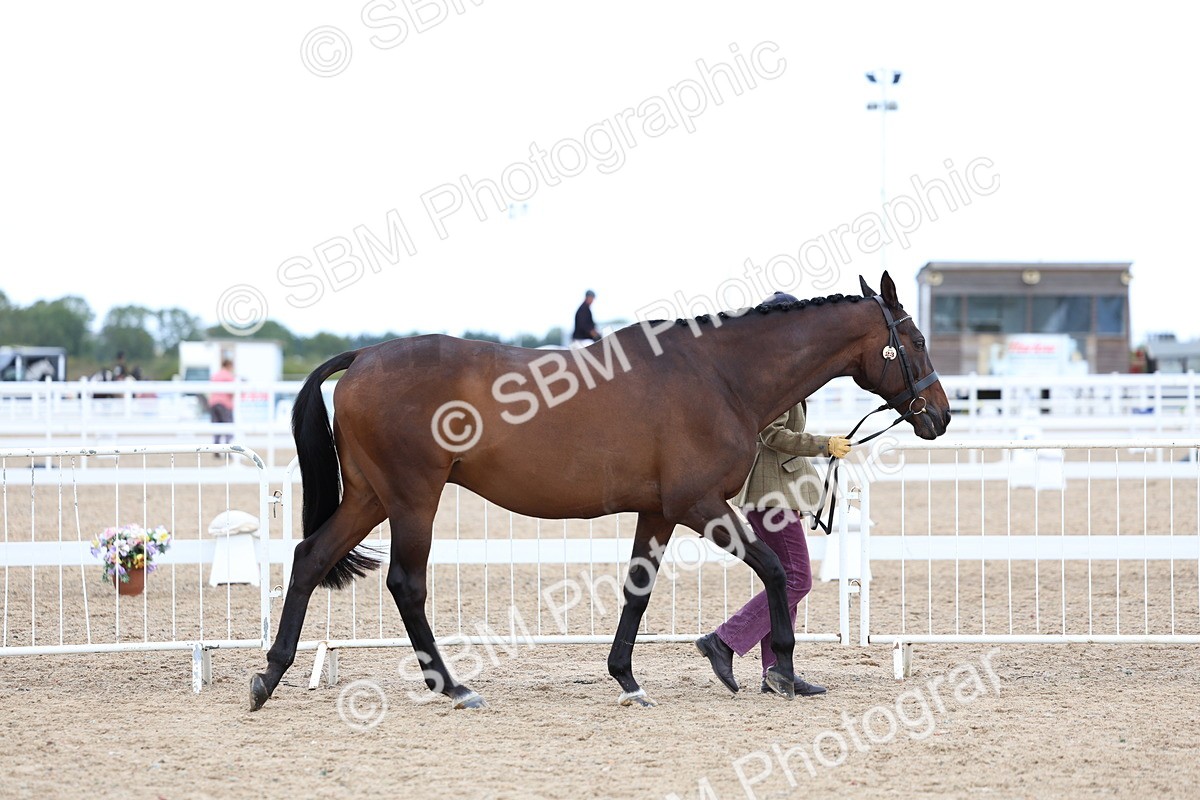 SBM_04979 - Class 27 - IH Competition Horse or Pony
