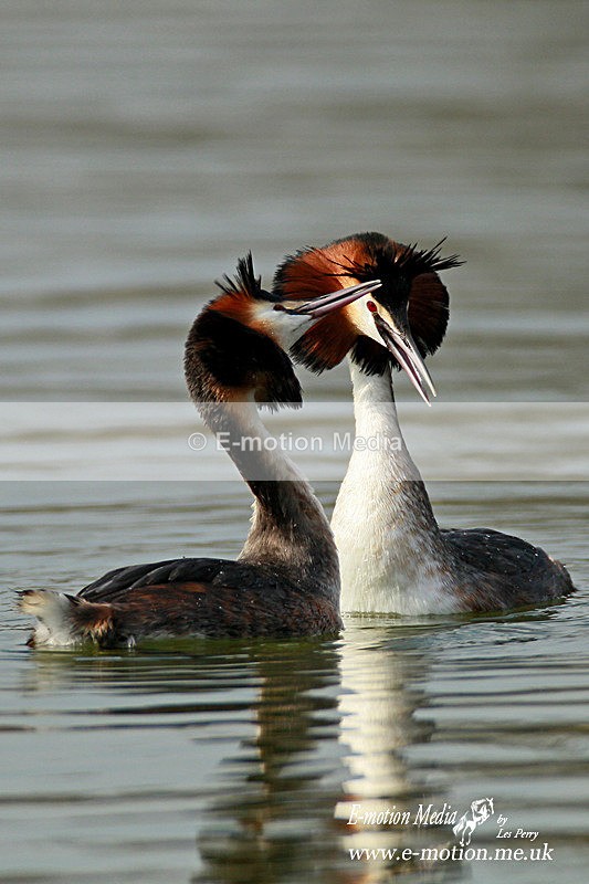 Great Crested Grebe 210312  4 - Nature