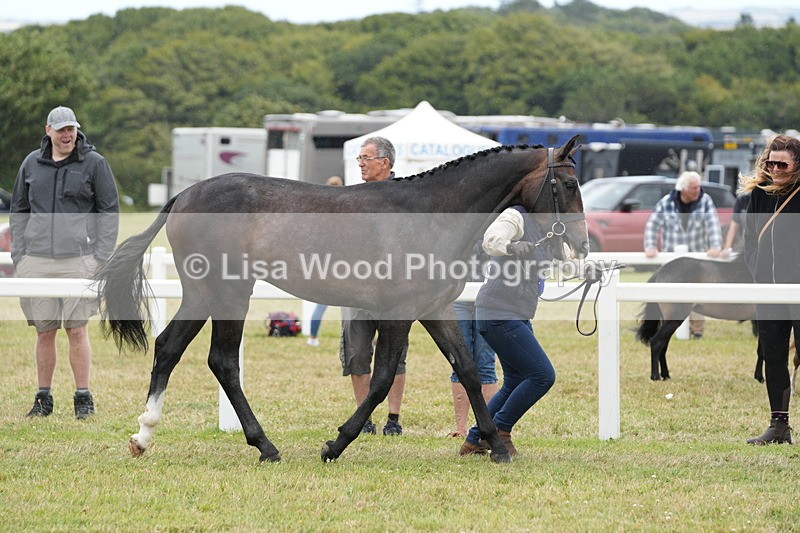 DSC06421 - Hunter/Riding Horse/Hack In Hand Championship