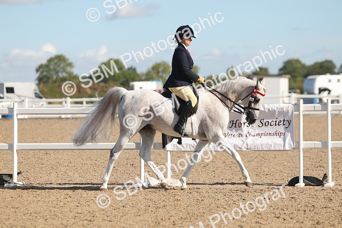 SBM_13016 - Class 305 - Ridden Foreign Breed Pure Bred