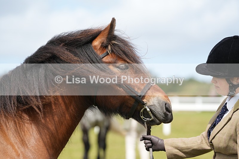 DSC05829 - Class 51: NPS M&M 4 years and over Large Breeds