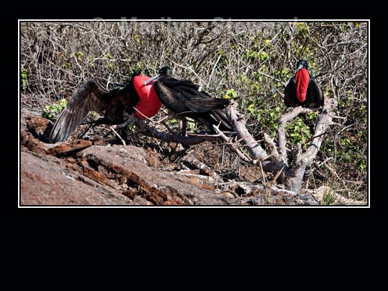 Female frigate chooses mate - Galapagos Islands
