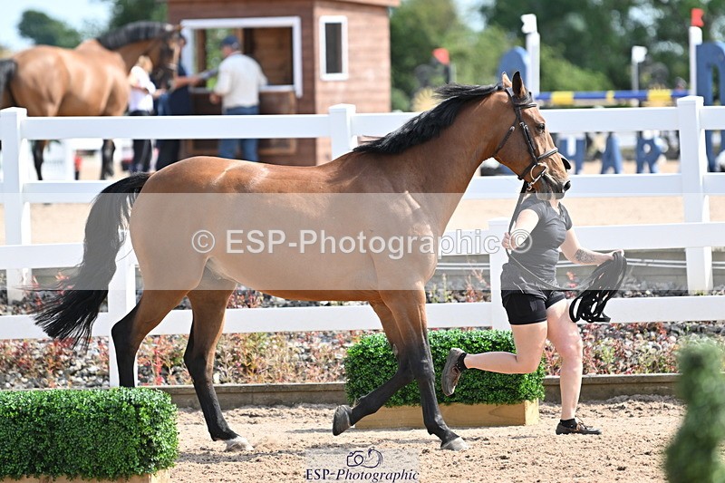 240717A-155210-03118 - Trot Up 3pm to 4pm