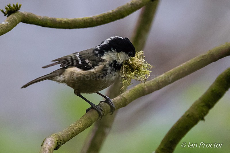 Nestbuilding Coal tit - Nature