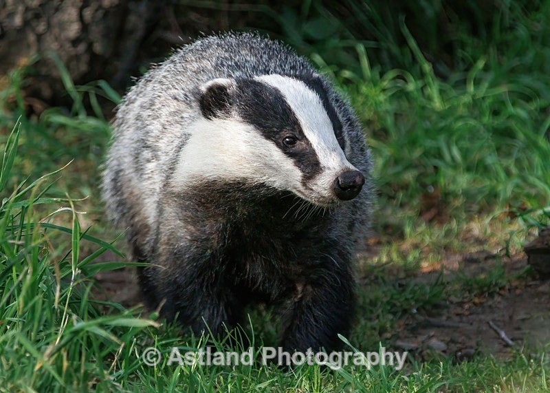 Badger - Latest Images