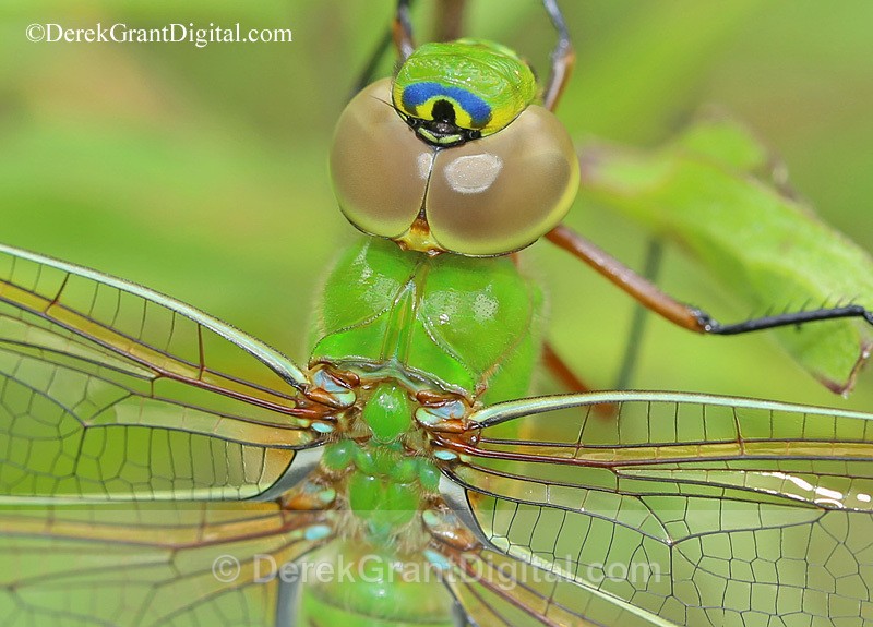 Anax junius Macro Male - Dragonflies of Atlantic Canada