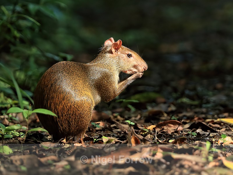 Agouti feeding, Pipeline Road, Panama - Agouti