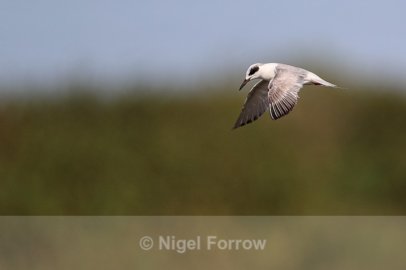 Forster's Tern hovering wings down, Viera Wetlands, Florida - Forster's Tern