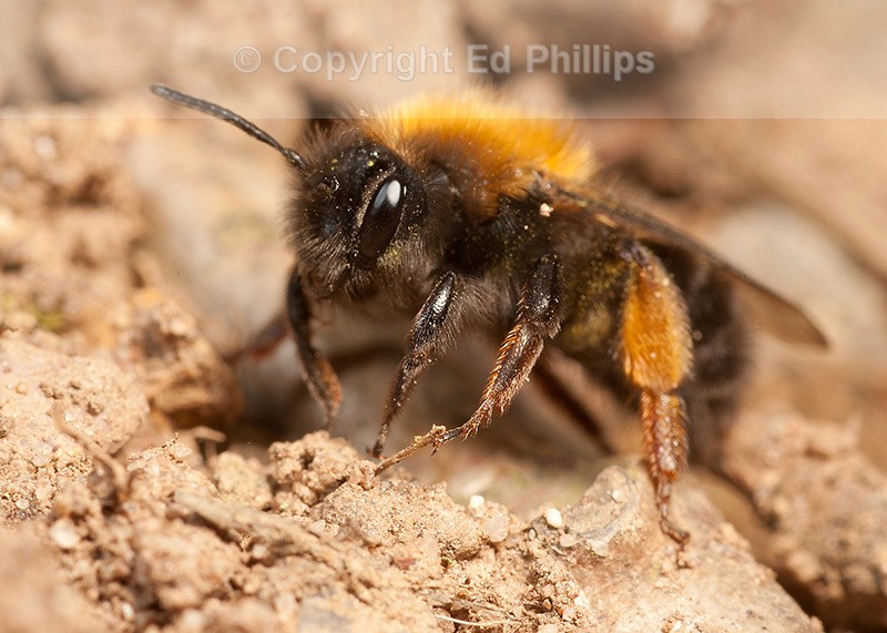 Andrena clarkella (f)
