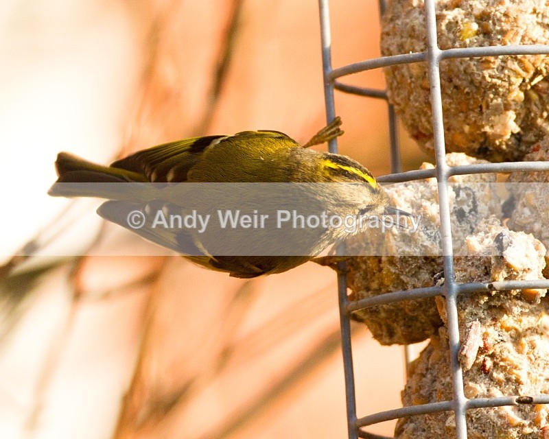 20110308-IMG_1819 - Wren & Goldcrest
