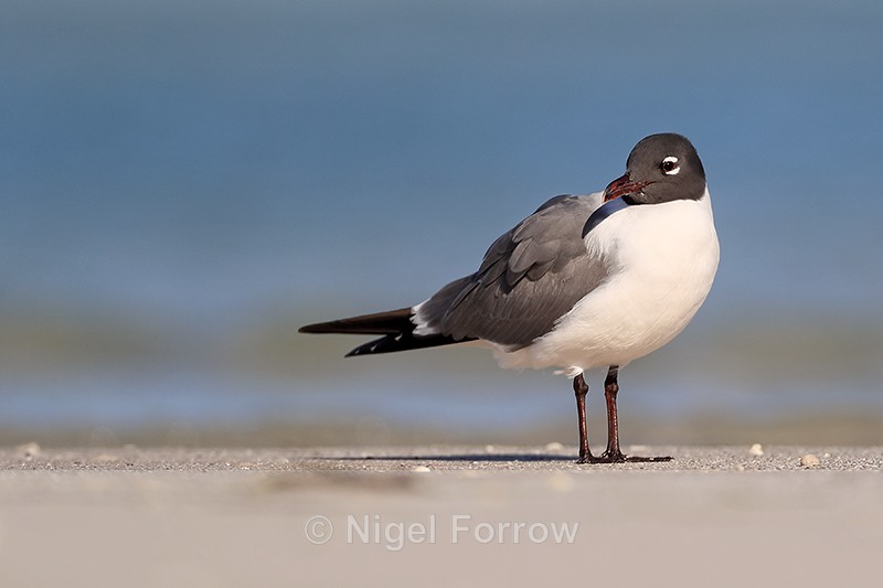 Laughing Gull (breeding adult), Fort De Soto Park, Florida - Laughing Gull
