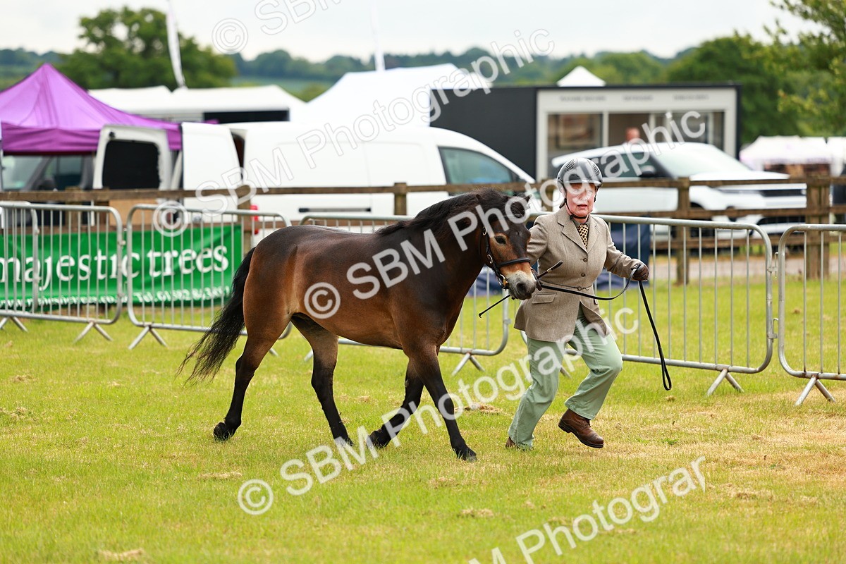 SBM_00258 - Class 58-67 - M&M Non Welsh Pony In hand