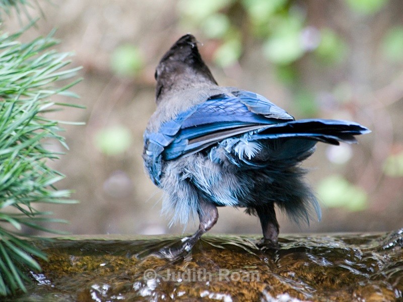 Stellers Jay - Backyard Bathing Birds