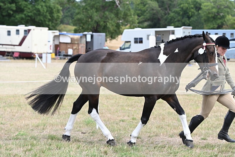 WJ6_5868 - Class 19 In-hand Veterans (Uploaded correct folder)