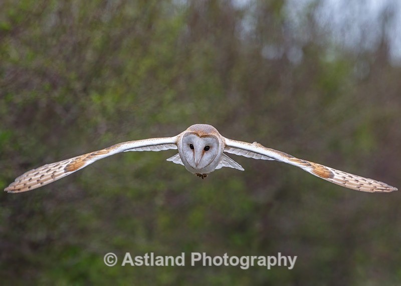 Astland Photography, Bird and Wildlife Images, Susan and Peter Wilson, U.K.
