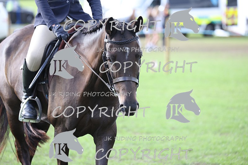 APP_4186 - Class 15a/b Pony club pony/Riding club horse