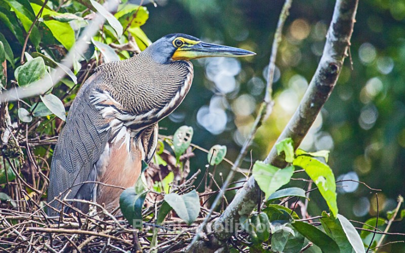 Tiger Heron Costa Rica - Costa Rican Wildlife
