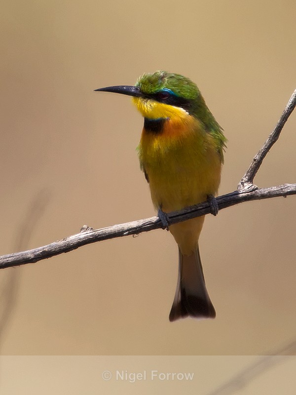Little Bee-eater perched on a thin branch - Little Bee-eater