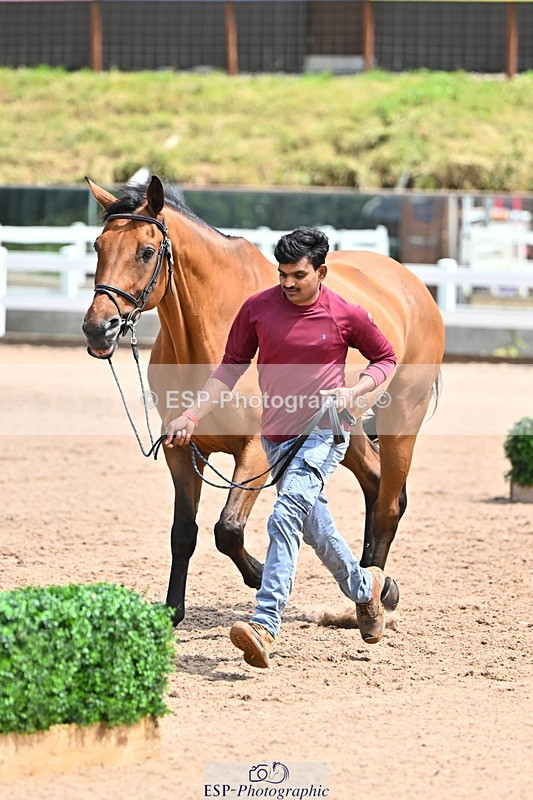 240718A-105304-01523 - Trot Up 12pm to 1pm