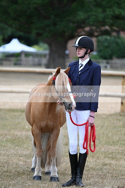 WJ7_9649 - Class 5 Most Handsome Gelding (up to 14.2hh)