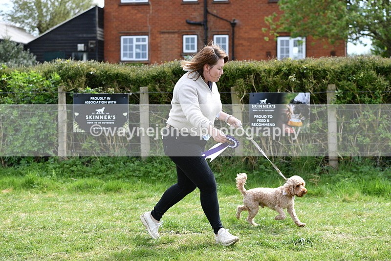 WJ5_9904 - Class 3 Most Handsome Dog