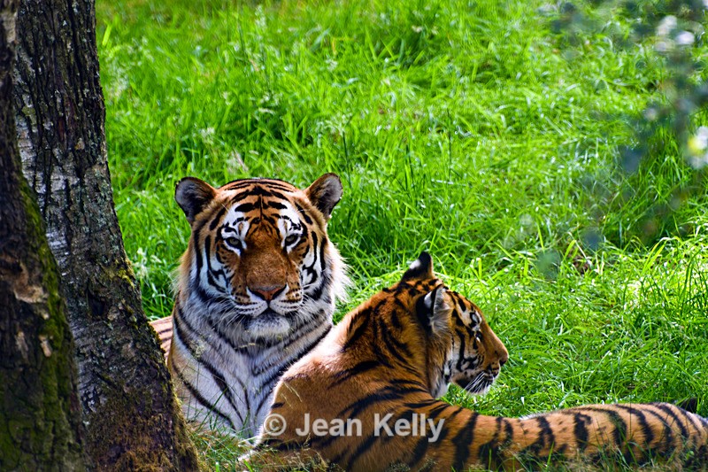 Amur Tiger - DSC_9793_00087 - Cats