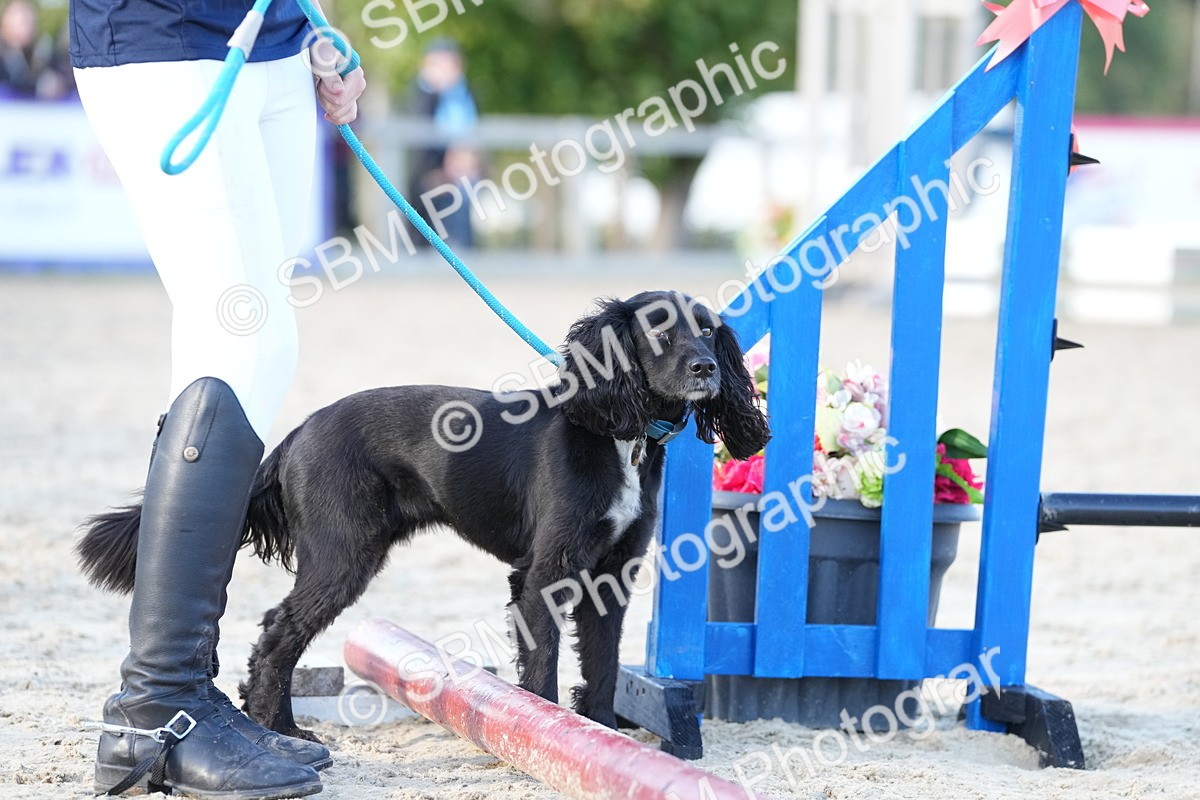 SBM_29044 - J43 - Horse & Hound Open 50cm