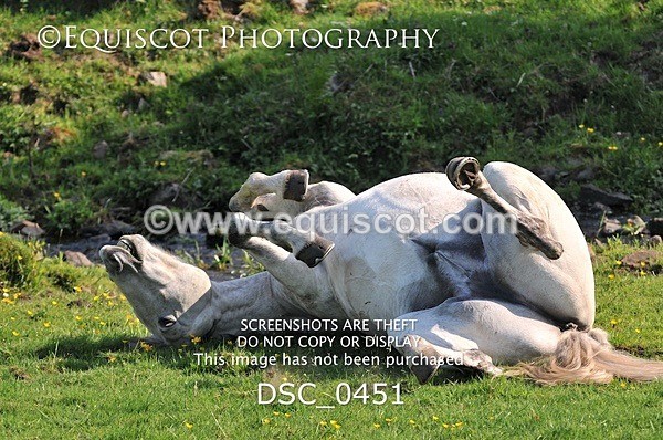 DSC_0451 - ARCHIVE REQUEST - Quincy and Guinness