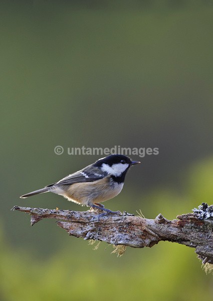 Coal Tit - United Kingdom