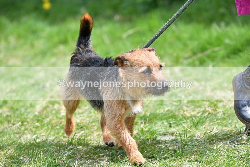 WJ5_0363 - Class 7 Best Terrier