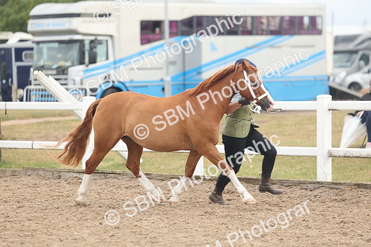 SBM_08479 - Class 29 - IH Veteran Pony