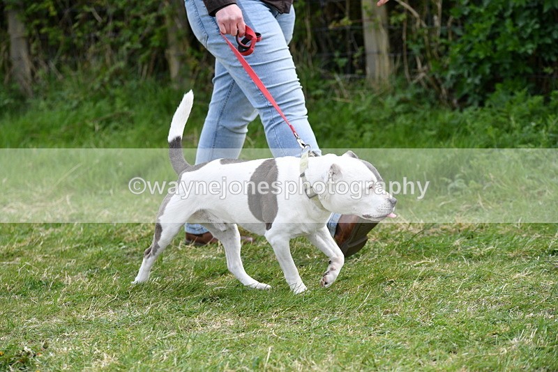 WJ5_9936 - Class 5 Best Veteran / 7 years & over