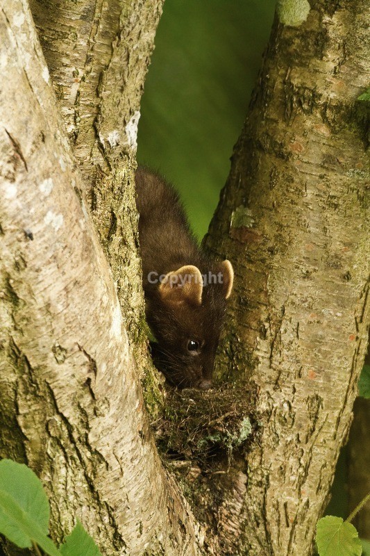Pine Marten - Pine Marten